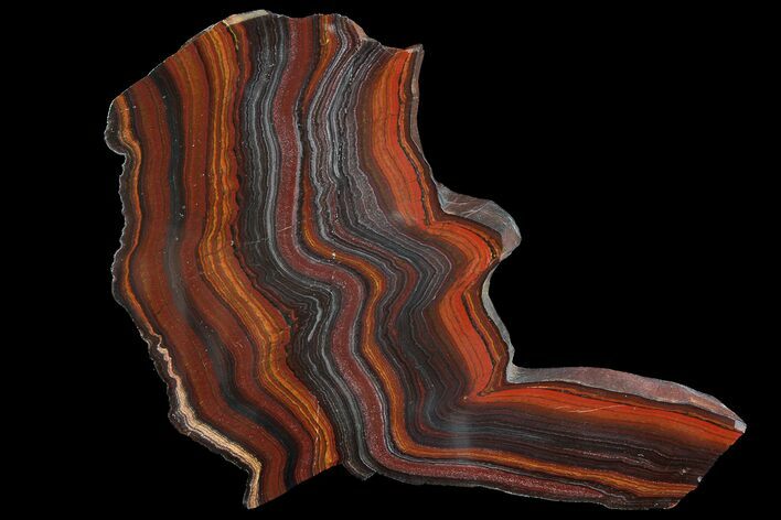 Polished Tiger Iron Stromatolite - ( Billion Years) #92949